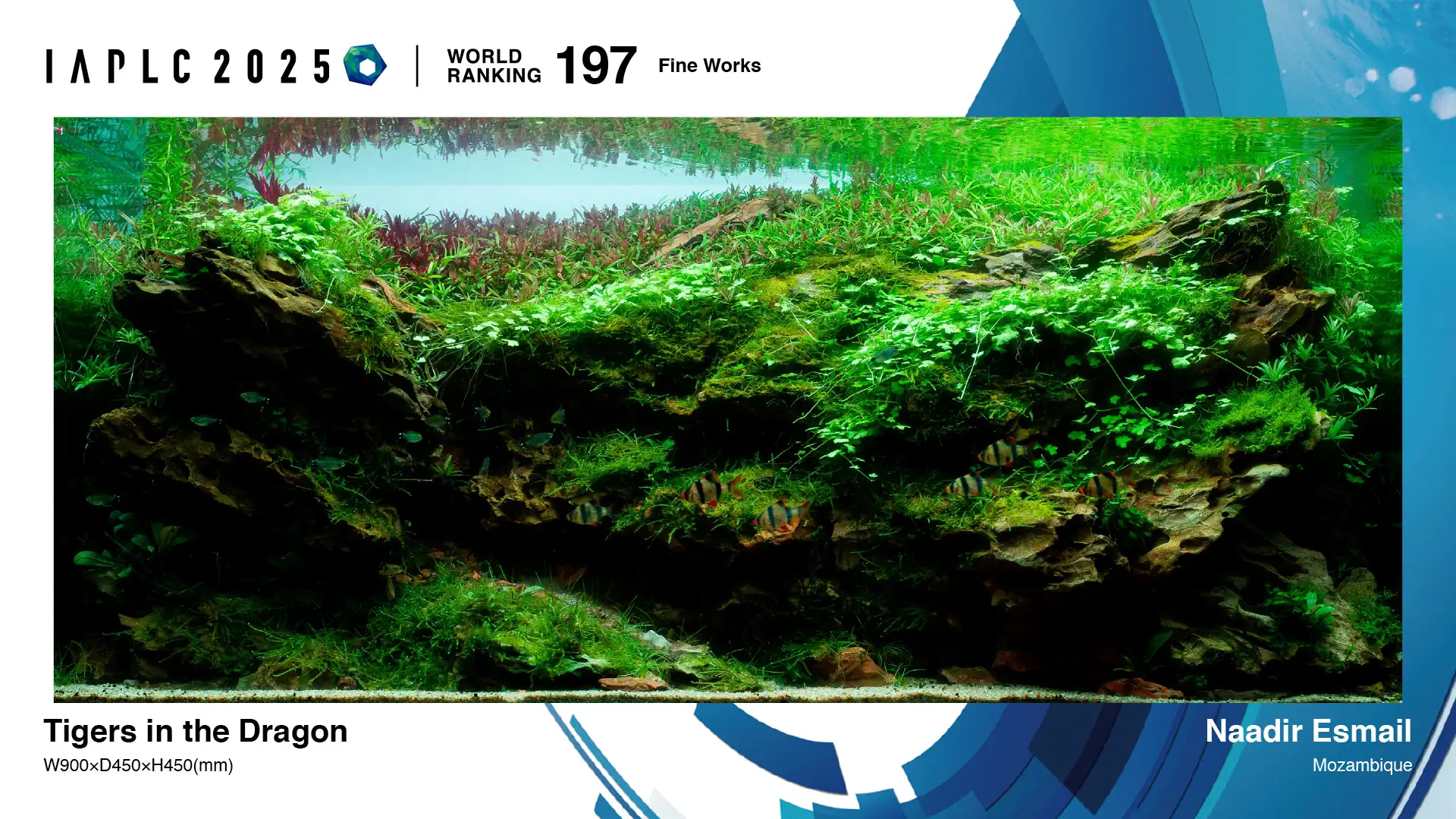 Aquascaping steps - Tigers in the Dragon - IAPLC 2025 Fine Works - Naadir Esmail / Mozambique